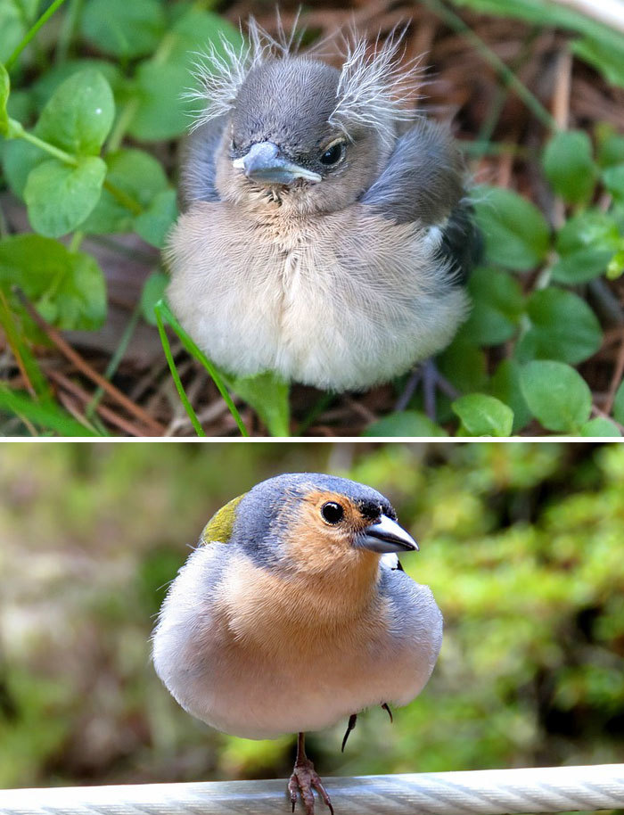 22 Oiseaux Quand Ils Sont Bebes Versus Quand Ils Sont Adultes Ipnoze 22 Oiseaux Quand Ils Sont Bebes Versus Quand Ils Sont Adultes Ipnoze