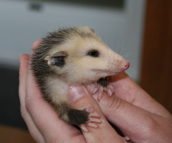 Une caméra a accidentellement capturé le moment où un opossum a aidé un cerf en retirant les tiques de son visage