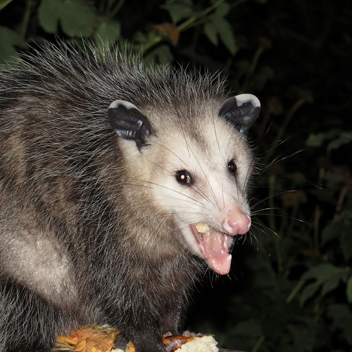 Une caméra a accidentellement capturé le moment où un opossum a aidé un cerf en retirant les tiques de son visage