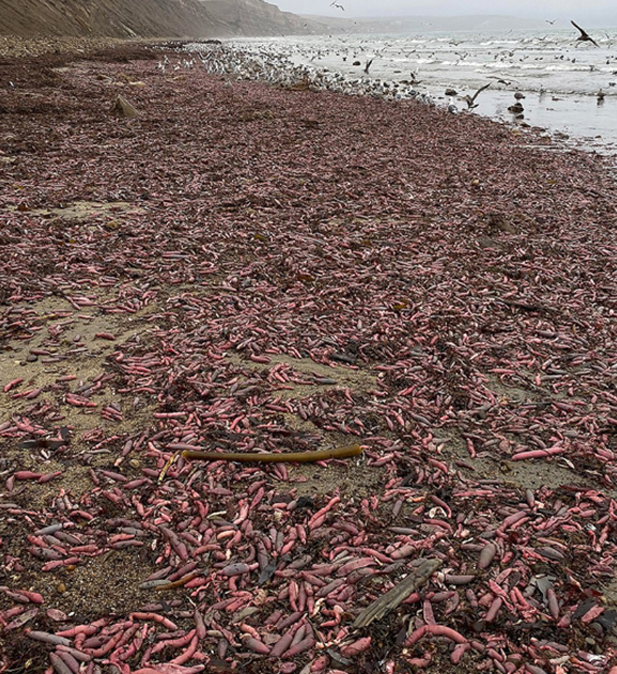 Des milliers de « poissons pénis » ont échoué sur une plage