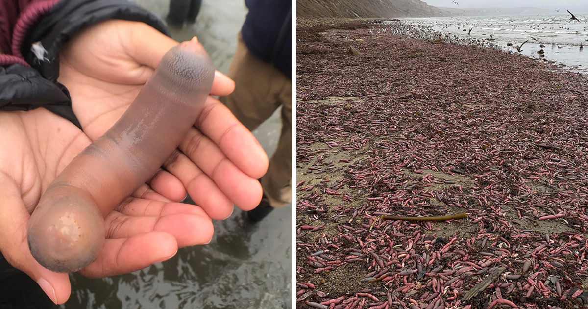 Des milliers de « poissons pénis » ont échoué sur une plage