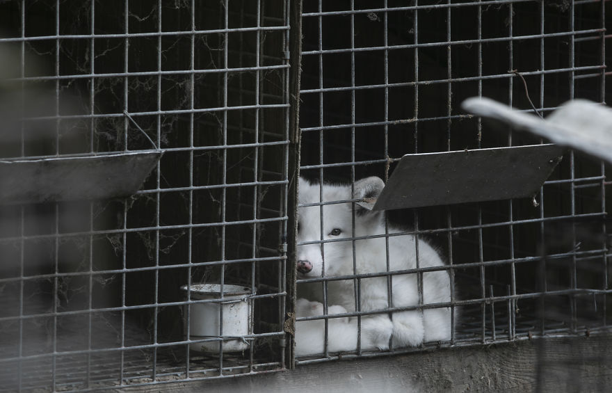 Ce renard sauvé d’un élevage d’animaux à fourrure a célébré son premier Noël en dehors de sa minuscule cage