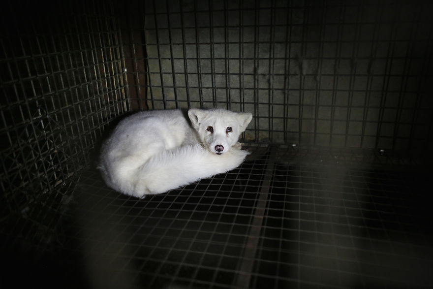 Ce renard sauvé d’un élevage d’animaux à fourrure a célébré son premier Noël en dehors de sa minuscule cage