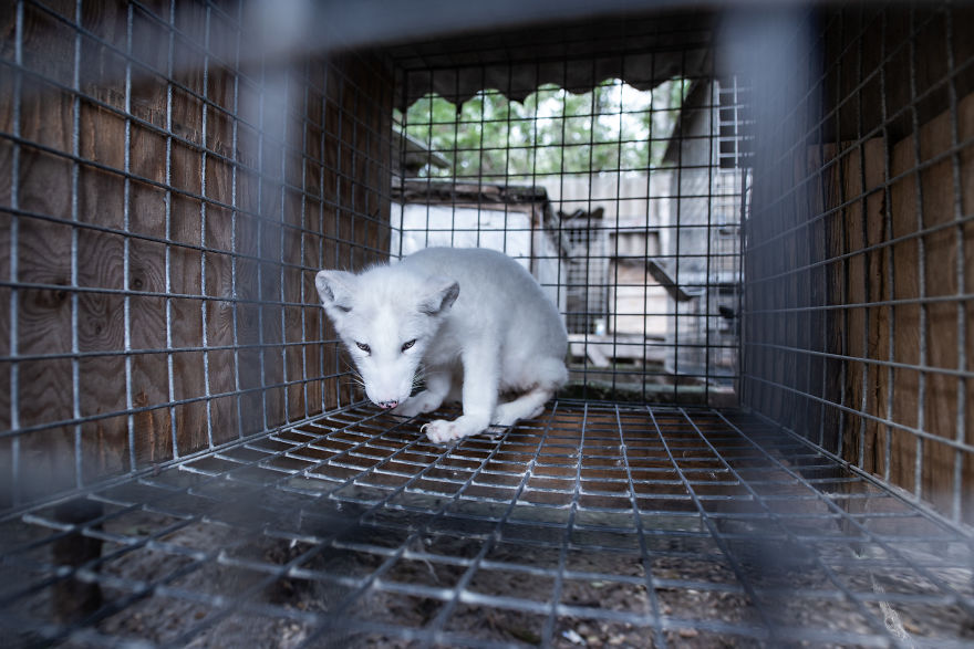 Ce renard sauvé d’un élevage d’animaux à fourrure a célébré son premier Noël en dehors de sa minuscule cage