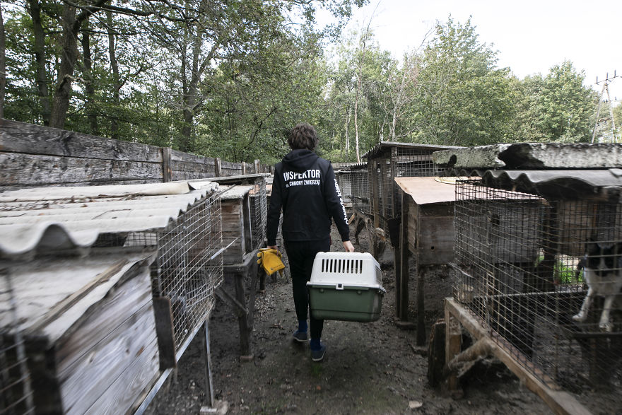 Ce renard sauvé d’un élevage d’animaux à fourrure a célébré son premier Noël en dehors de sa minuscule cage