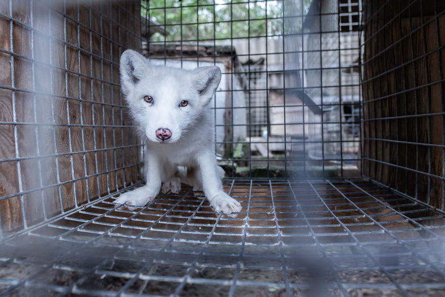 Ce renard sauvé d’un élevage d’animaux à fourrure a célébré son premier Noël en dehors de sa minuscule cage