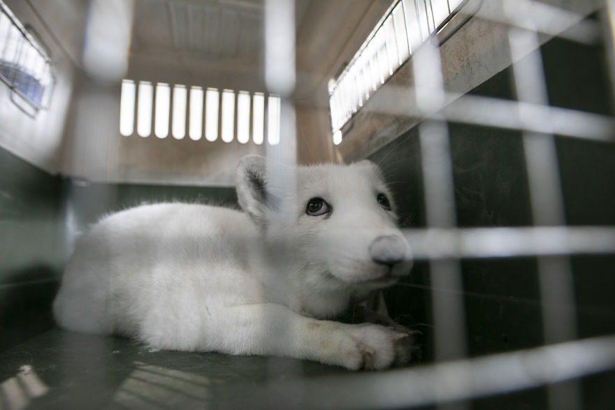Ce renard sauvé d’un élevage d’animaux à fourrure a célébré son premier Noël en dehors de sa minuscule cage