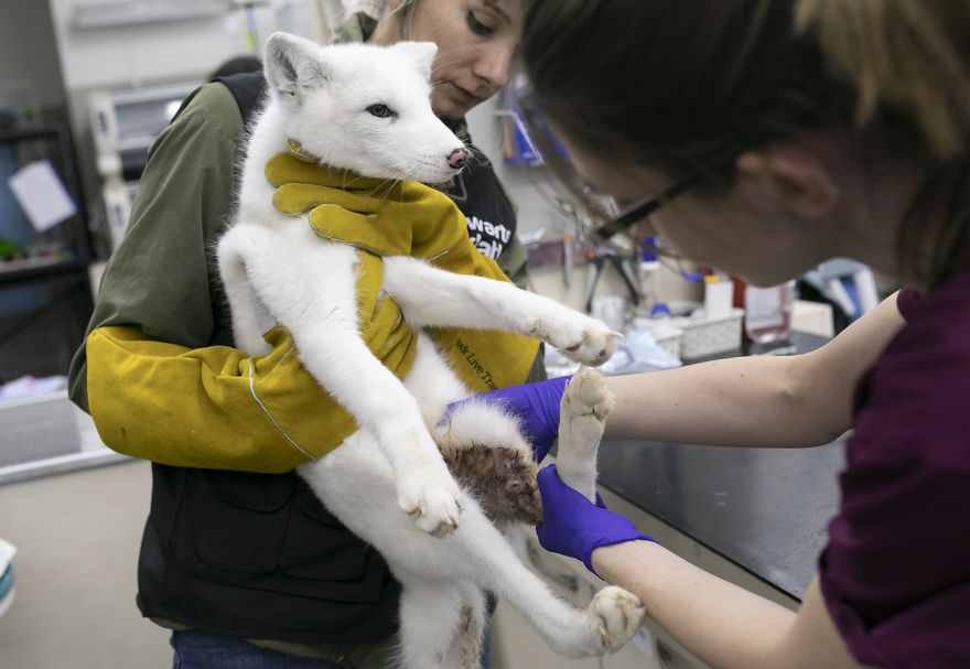 Ce renard sauvé d’un élevage d’animaux à fourrure a célébré son premier Noël en dehors de sa minuscule cage