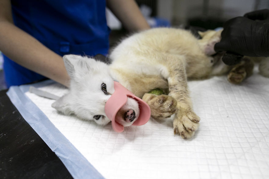 Ce renard sauvé d’un élevage d’animaux à fourrure a célébré son premier Noël en dehors de sa minuscule cage