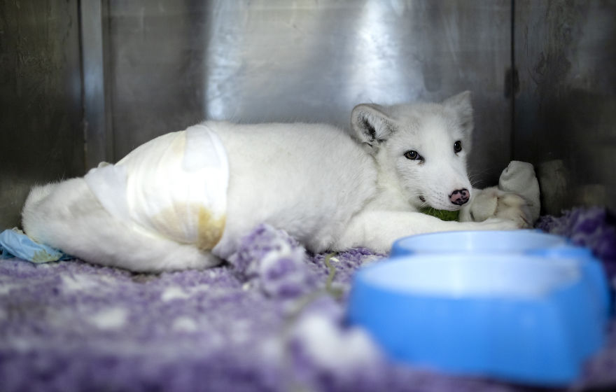 Ce renard sauvé d’un élevage d’animaux à fourrure a célébré son premier Noël en dehors de sa minuscule cage