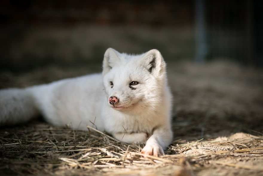 Ce renard sauvé d’un élevage d’animaux à fourrure a célébré son premier Noël en dehors de sa minuscule cage