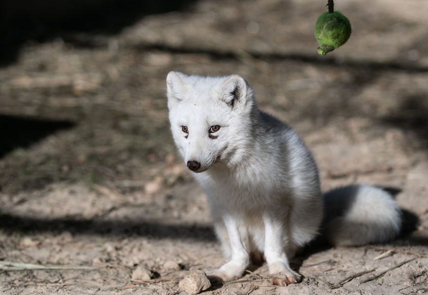 Ce renard sauvé d’un élevage d’animaux à fourrure a célébré son premier Noël en dehors de sa minuscule cage