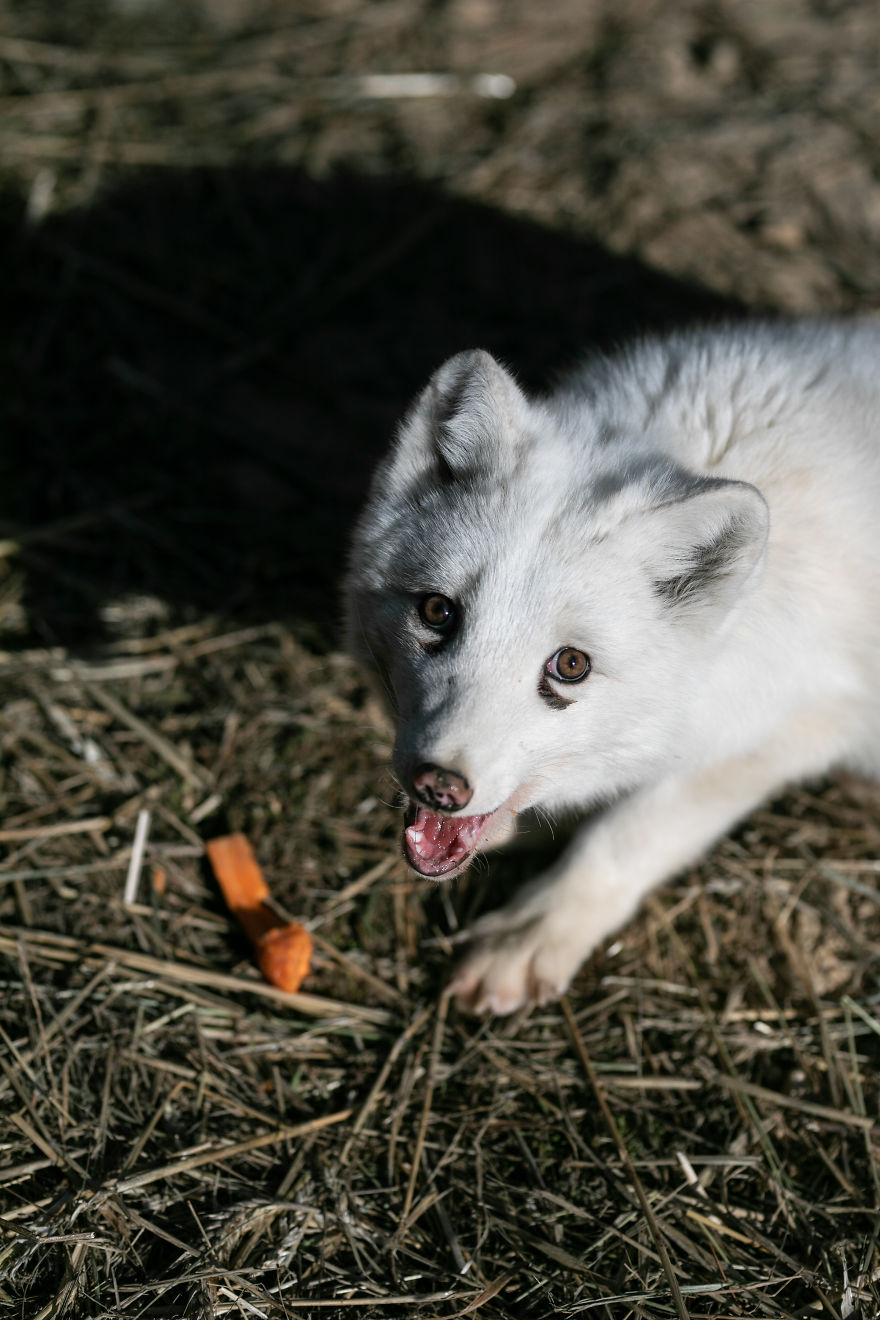 Ce renard sauvé d’un élevage d’animaux à fourrure a célébré son premier Noël en dehors de sa minuscule cage