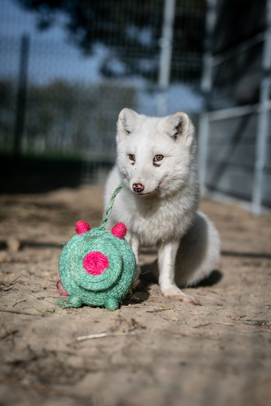 Ce renard sauvé d’un élevage d’animaux à fourrure a célébré son premier Noël en dehors de sa minuscule cage
