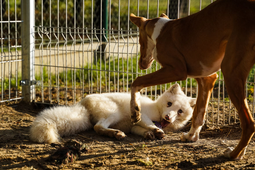 Ce renard sauvé d’un élevage d’animaux à fourrure a célébré son premier Noël en dehors de sa minuscule cage