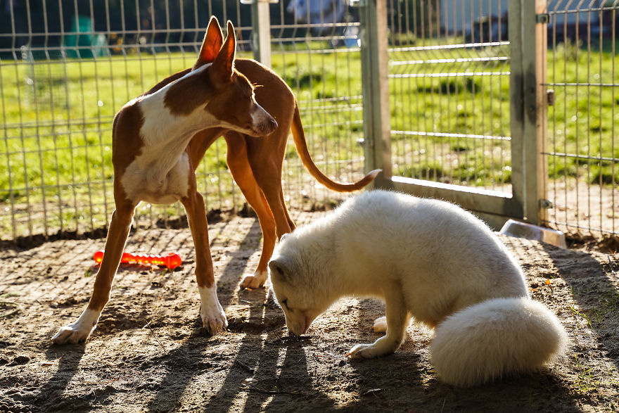 Ce renard sauvé d’un élevage d’animaux à fourrure a célébré son premier Noël en dehors de sa minuscule cage