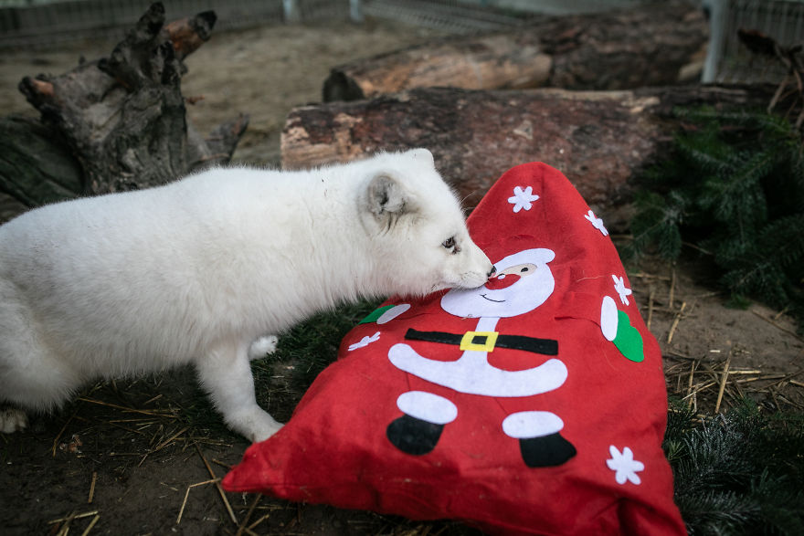 Ce renard sauvé d’un élevage d’animaux à fourrure a célébré son premier Noël en dehors de sa minuscule cage