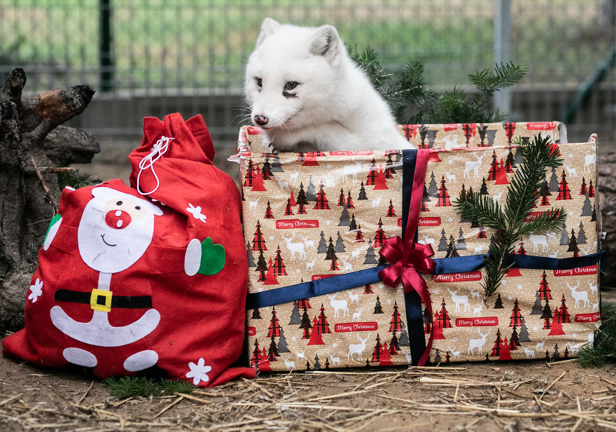 Ce renard sauvé d’un élevage d’animaux à fourrure a célébré son premier Noël en dehors de sa minuscule cage