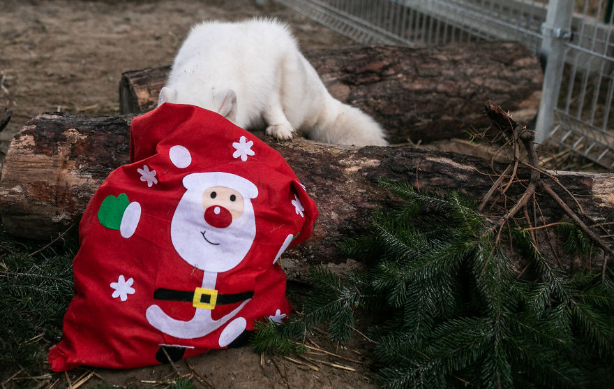 Ce renard sauvé d’un élevage d’animaux à fourrure a célébré son premier Noël en dehors de sa minuscule cage