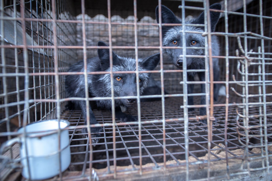 Ce renard sauvé d’un élevage d’animaux à fourrure a célébré son premier Noël en dehors de sa minuscule cage