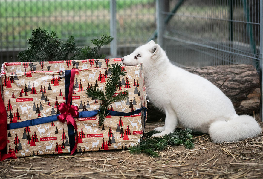 Ce renard sauvé d’un élevage d’animaux à fourrure a célébré son premier Noël en dehors de sa minuscule cage