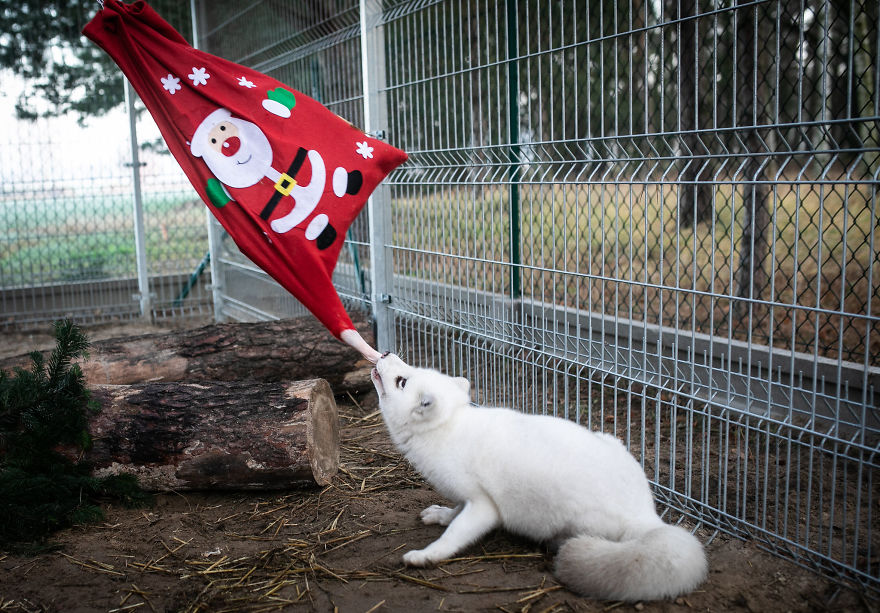 Ce renard sauvé d’un élevage d’animaux à fourrure a célébré son premier Noël en dehors de sa minuscule cage