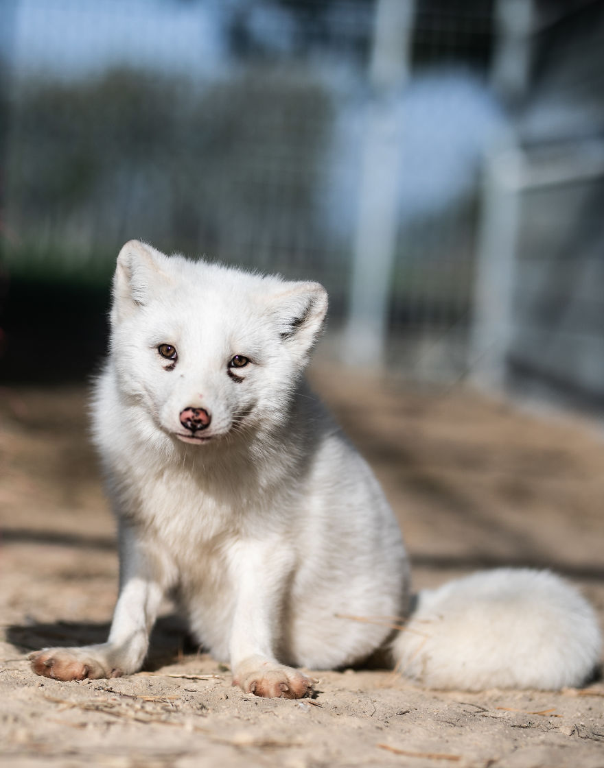 Ce renard sauvé d’un élevage d’animaux à fourrure a célébré son premier Noël en dehors de sa minuscule cage