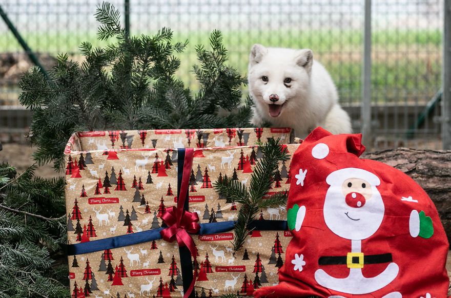 Ce renard sauvé d’un élevage d’animaux à fourrure a célébré son premier Noël en dehors de sa minuscule cage