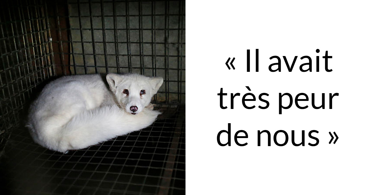 Ce renard sauvé d’un élevage d’animaux à fourrure a célébré son premier Noël en dehors de sa minuscule cage