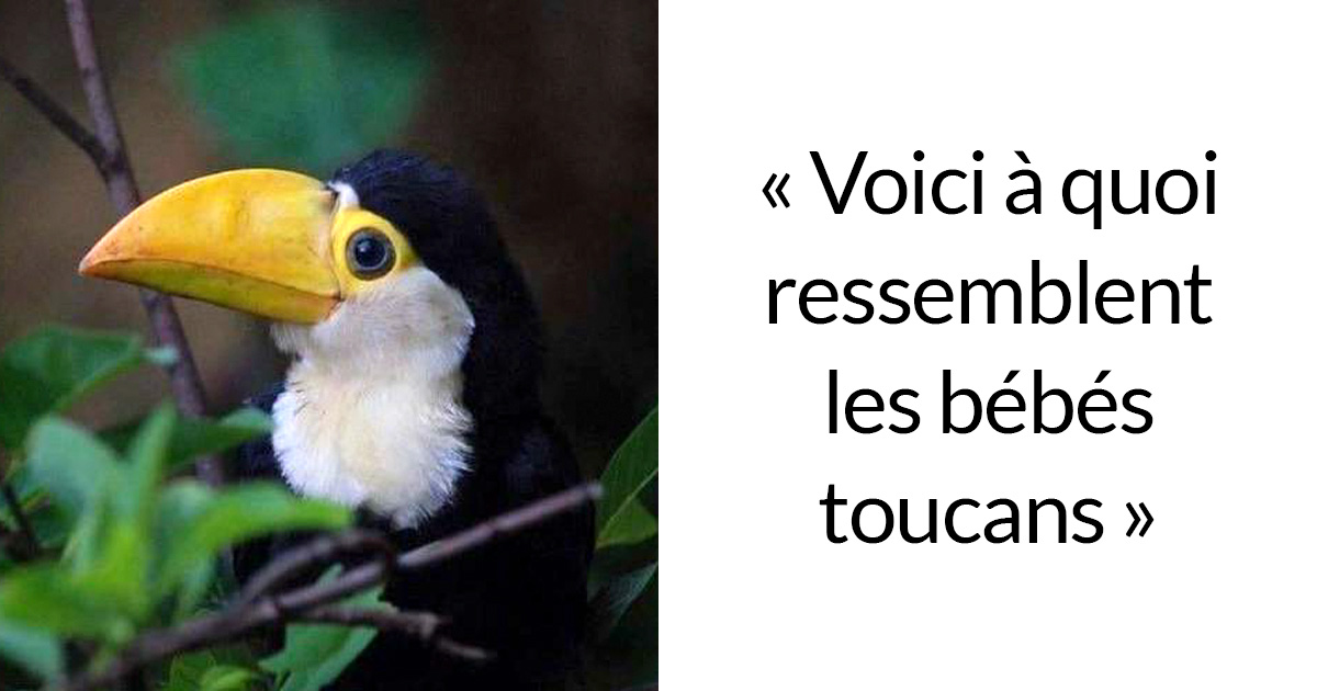 Les Gens Viennent De Realiser Que Les Toucans Sont Plus Etranges Qu Ils Ne Le Pensaient Et Partagent Des Faits A Leur Sujet Dans Un Fil Viral Ipnoze Les Gens Viennent De Realiser Que Les Toucans Sont Plus Etranges Qu Ils Ne Le Pensaient Et Partagent Des Faits A Leur Sujet Dans Un Fil Viral Ipnoze