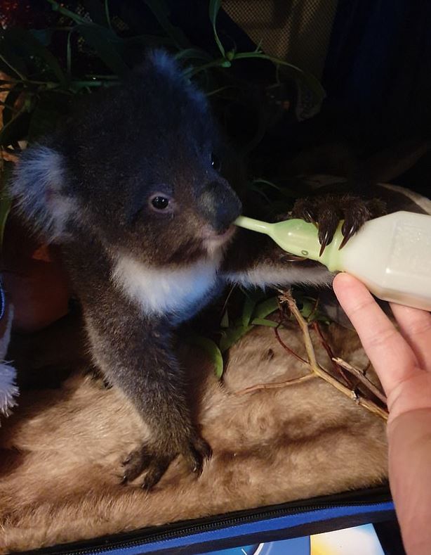 Plus de 25 000 koalas sont morts dans un feu de forêt sur l’île Kangourou
