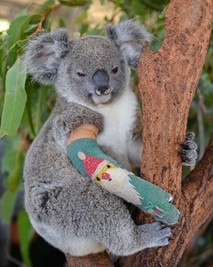 Plus de 25 000 koalas sont morts dans un feu de forêt sur l’île Kangourou