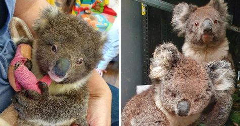 Plus de 25 000 koalas sont morts dans un feu de forêt sur l’île Kangourou