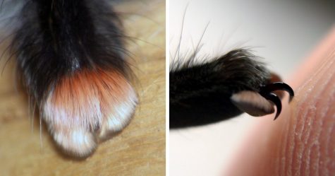 Les araignées ont de minuscules pieds et cela pourrait changer la façon dont tu les perçois (33 images)