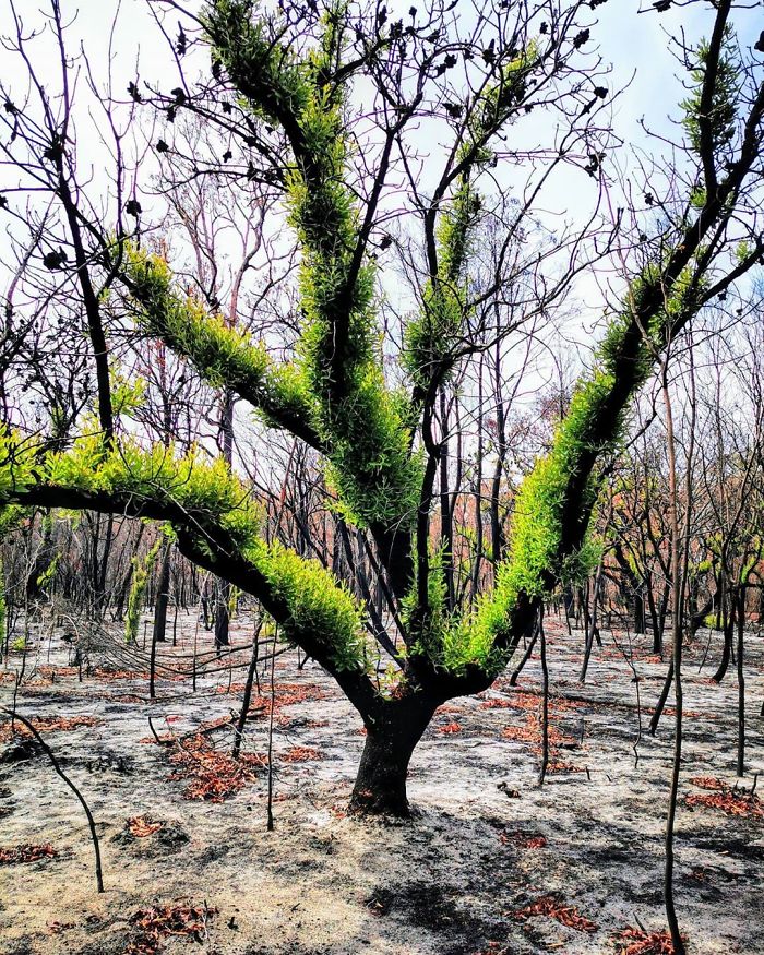 La vie revient lentement sur les terres australiennes brûlées et voici 30 photos pleines d’espoir