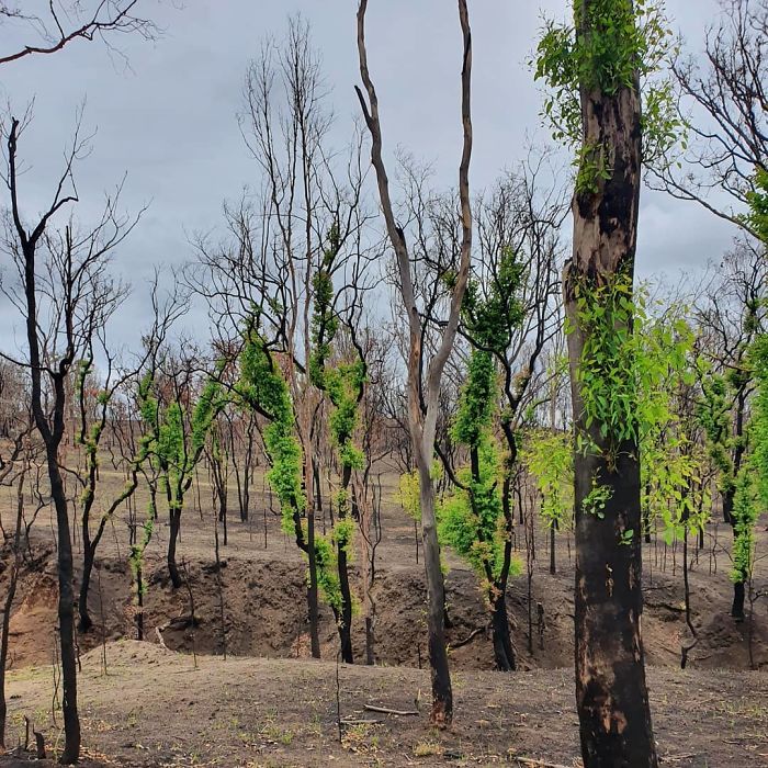 La vie revient lentement sur les terres australiennes brûlées et voici 30 photos pleines d’espoir