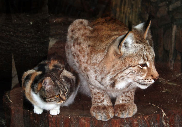 Cette chatte s’est faufilée dans un zoo et est devenue amie avec un lynx