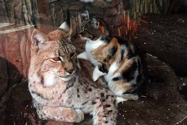 Cette chatte s’est faufilée dans un zoo et est devenue amie avec un lynx