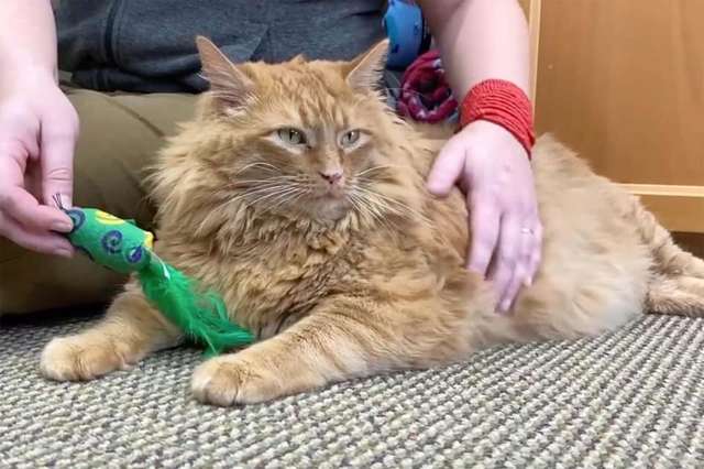 Un refuge a accueilli le chat le plus dodu qu’ils aient jamais vu