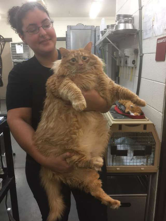 Un refuge a accueilli le chat le plus dodu qu’ils aient jamais vu