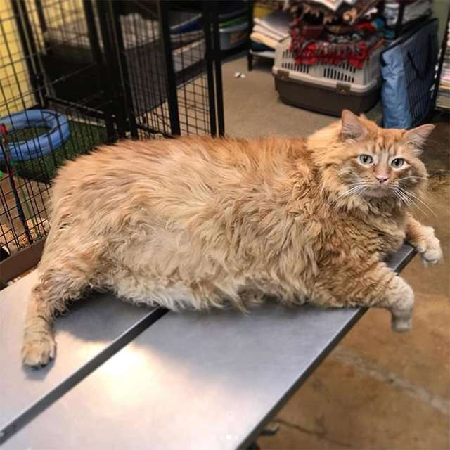 Un refuge a accueilli le chat le plus dodu qu’ils aient jamais vu