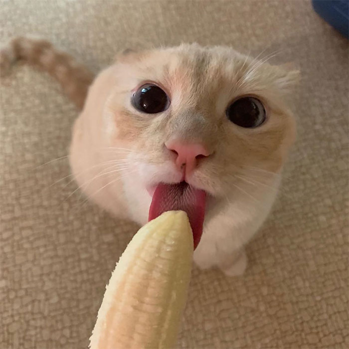 Ce chat est obsédé par les bananes et il est devenu viral à cause de