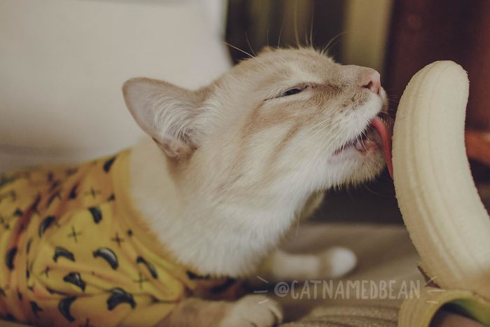 Scarica Gratis Images Ce Chat Est Obsede Par Les Bananes Et Il Est Devenu Viral A Cause dernière par