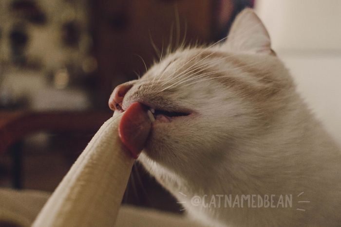 Avoir Images Ce Chat Est Obsede Par Les Bananes Et Il Est Devenu Viral A Cause actualisé par