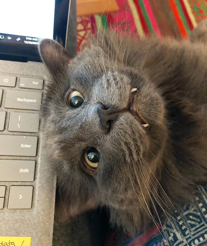 Voici 15 Photos De Belarus Un Adorable Chat Aux Yeux Croises Qui A Vole Le Coeur Des Internautes Ipnoze