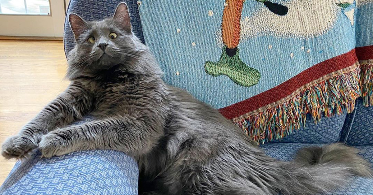 Voici 15 Photos De Belarus Un Adorable Chat Aux Yeux Croises Qui A Vole Le Coeur Des Internautes Ipnoze Voici 15 Photos De Belarus Un Adorable Chat Aux Yeux Croises Qui A Vole Le Coeur Des Internautes Ipnoze