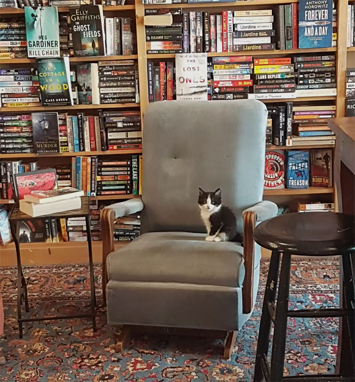 Des chatons se promènent librement dans cette librairie au Canada et les clients peuvent même les adopter