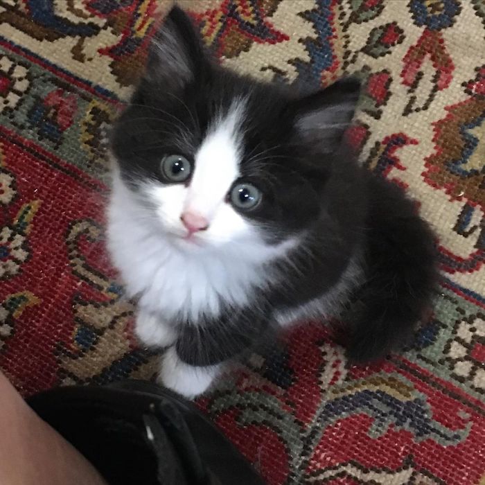 Des chatons se promènent librement dans cette librairie au Canada et les clients peuvent même les adopter