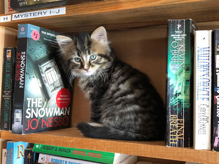 Des chatons se promènent librement dans cette librairie au Canada et les clients peuvent même les adopter