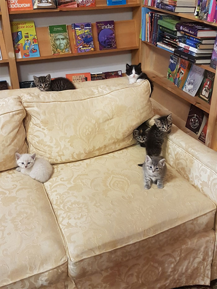 Des chatons se promènent librement dans cette librairie au Canada et les clients peuvent même les adopter